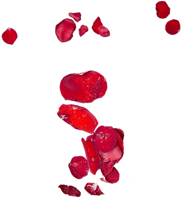 Red rose petals (Arq-e-Gulab by Mariam Magsi)